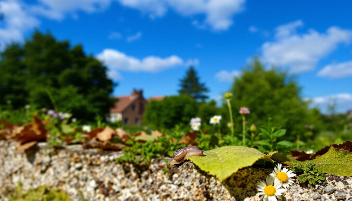 découvrez comment les cloportes, souvent méconnus, jouent un rôle crucial dans l'écosystème de votre jardin. ces auxiliaires indispensables contribuent à la décomposition de la matière organique et à l'enrichissement du sol. apprenez à les accueillir et à les protéger pour profiter d'un jardin sain et florissant.