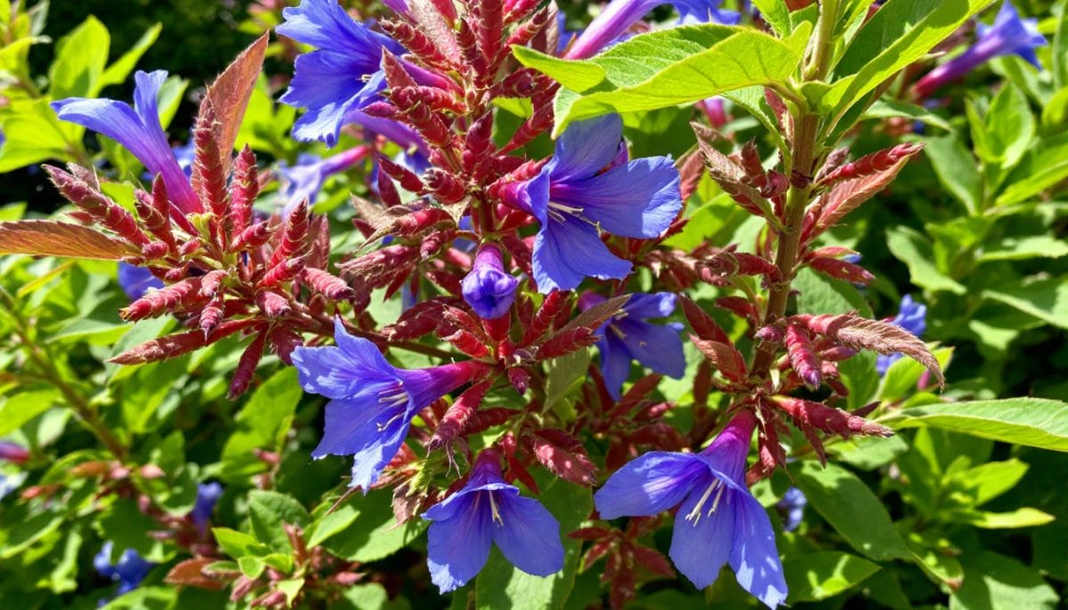 découvrez tout sur la capucine : ses méthodes de culture, ses bienfaits pour la santé et ses nombreuses utilisations en cuisine et en jardinage. apprenez à profiter pleinement de cette plante aux multiples vertus.