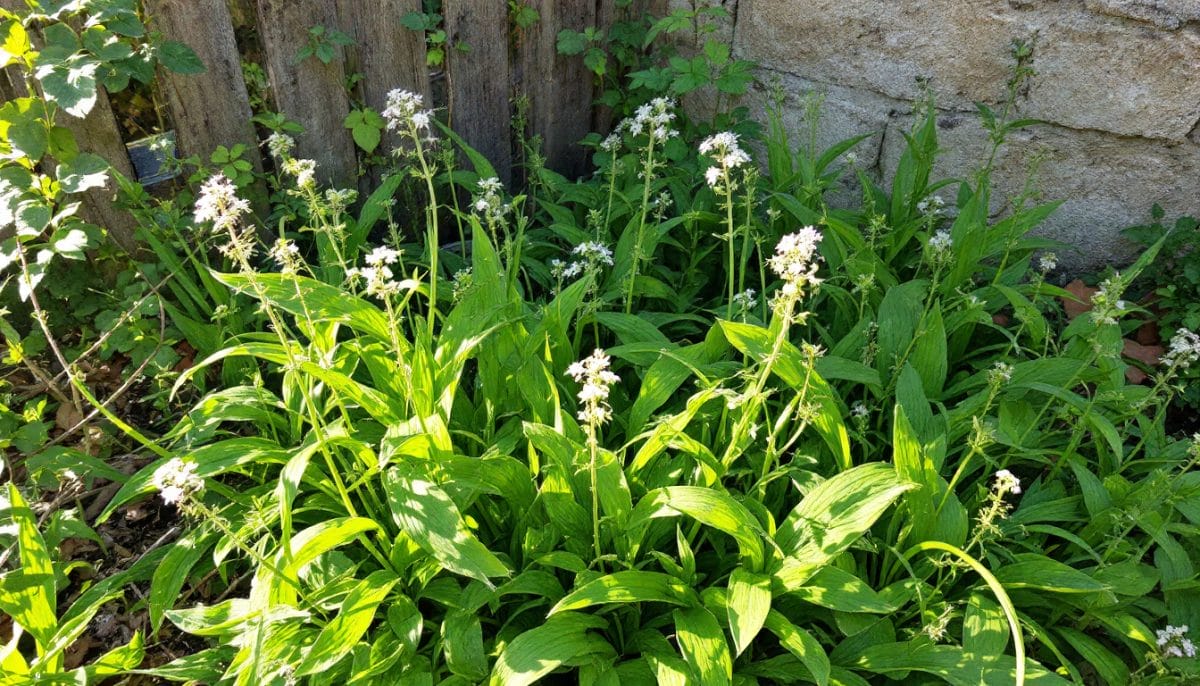 découvrez les meilleurs engrais verts à semer pour enrichir votre jardin naturellement. apprenez à choisir les variétés adaptées à votre sol et à votre climat pour favoriser une croissance saine et durable de vos plantes.