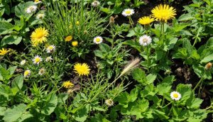 découvrez comment identifier les adventices et mauvaises herbes dans votre jardin ou vos cultures. apprenez à distinguer ces plantes indésirables pour mieux les gérer et protéger vos plantations. stratégies d'identification et conseils pratiques à portée de main.